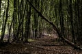 Green tree spooky mystical forest background, beautiful view fresh pines trees and floor in Germany Europe