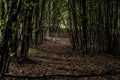 Green tree spooky mystical forest background, beautiful view fresh pines trees and floor in Germany Europe