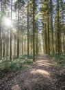 Green tree spooky mystical forest background, beautiful view fresh pines trees and floor in Germany Europe