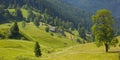 Green tree standing in blue mountains and shepherds houses on gr Royalty Free Stock Photo