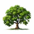 Hyper-realistic Illustration Of A Green Oak Tree On White Background Royalty Free Stock Photo