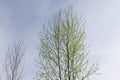 A green tree stands alone, its crown against the sky Royalty Free Stock Photo