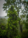 Green tree stands inside jungle in India, Green plant in india, green tree