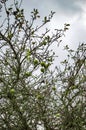 Green tree with stems and cloudy sky Royalty Free Stock Photo