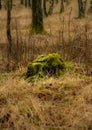 A green tree stump in the forest. Picture from Scania, Sweden Royalty Free Stock Photo