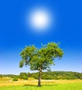 Green tree on sunny blue sky