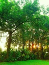 Green tree with sunset panorama and green grass with beautifull leaf