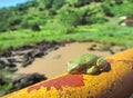 Green tree toad sleeps on rusty tube