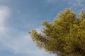 Green tree top with blue sky and white clouds. Pine trees against blue sky as background. Forest during summer. Royalty Free Stock Photo