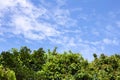 Green tree top line over blue sky and clouds background in summer Royalty Free Stock Photo