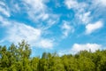Green tree top line over blue sky and clouds background in summer Royalty Free Stock Photo