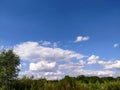 Green tree top line over blue sky and clouds background summer, copy space Royalty Free Stock Photo