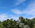 Green tree top line over blue sky and clouds background in summer Royalty Free Stock Photo