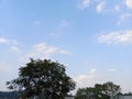 Green tree top line over blue sky and clouds background in summer Royalty Free Stock Photo