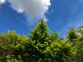 Green tree top line over blue sky and clouds background in summer high resolution has stock photo Royalty Free Stock Photo