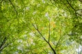 Green tree tops, looking up Royalty Free Stock Photo