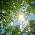 Green tree tops in summer forest Royalty Free Stock Photo