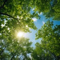 Green tree tops in summer forest Royalty Free Stock Photo