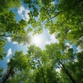 Green tree tops in summer forest Royalty Free Stock Photo