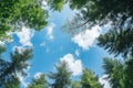 Green tree tops in summer forest Royalty Free Stock Photo