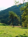 Green tree Transcarpathia region scenic Carpathian mountains view Ukraine Europe Autumn countryside landscape Recreation Royalty Free Stock Photo