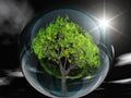 Green tree and transparent bubble