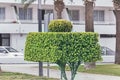 Green tree trimmed in shape of rectangle Royalty Free Stock Photo