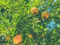 Green tree with twisted leaves. pomegranates ripen on the tree for eating. natural vegan product. many yellow pomegranates ripen