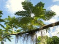 Green tree under a blue sky in Bora Bora. French Polynesia