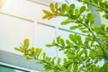 Green tree in urban eco city office building Royalty Free Stock Photo