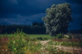 Green tree in a valley in the countryside on a dark gloomy day Royalty Free Stock Photo