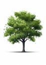 Green Tree Vector - Mandy Disher Style - Elm Icon