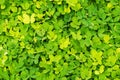 Green tree wall background Royalty Free Stock Photo