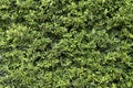 Green tree wall background. Green leaf background. Royalty Free Stock Photo