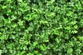 Green tree wall background, texture of natural fence for design art work Royalty Free Stock Photo