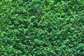 Green tree wall background, texture of natural fence Royalty Free Stock Photo