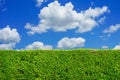 Green tree wall with blue sky and white fluffy cloud Royalty Free Stock Photo