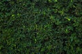 Green tree wall for closeup textured background pattern Royalty Free Stock Photo