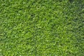 Green tree wall fence for background Royalty Free Stock Photo