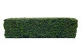 Green tree wall fence, Siamese rough bush Royalty Free Stock Photo