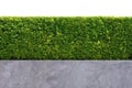 Green tree wall fence texture Royalty Free Stock Photo