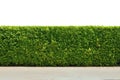 Green tree wall fence texture Royalty Free Stock Photo