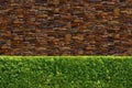 Green tree wall fence texture Royalty Free Stock Photo
