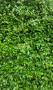 Green tree wallpaper and texture Royalty Free Stock Photo