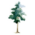 Green tree watercolor illustration. Maple, linden, oak plant. Hand drawn leafy and evergreen tree element object. Green