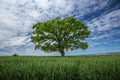 Green tree on the wheat field Royalty Free Stock Photo