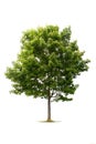 Green tree on white