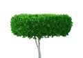 Green tree on white Royalty Free Stock Photo