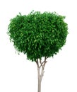 Green tree on white Royalty Free Stock Photo