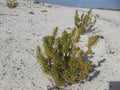 Green tree on white sand beach, Parasitic tree